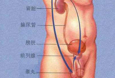 睾丸炎治疗要多久能好